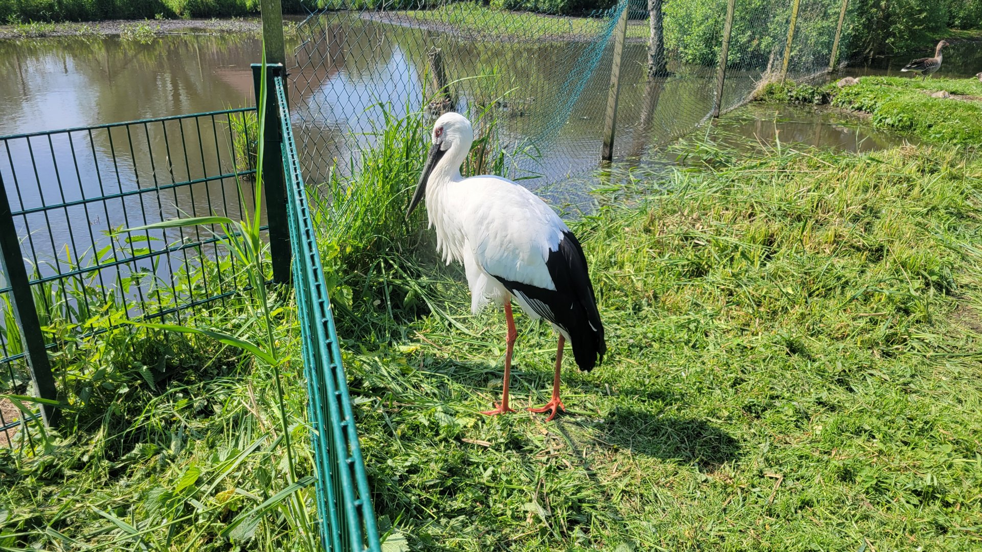 Oriental stork (Ciconia boyciana)