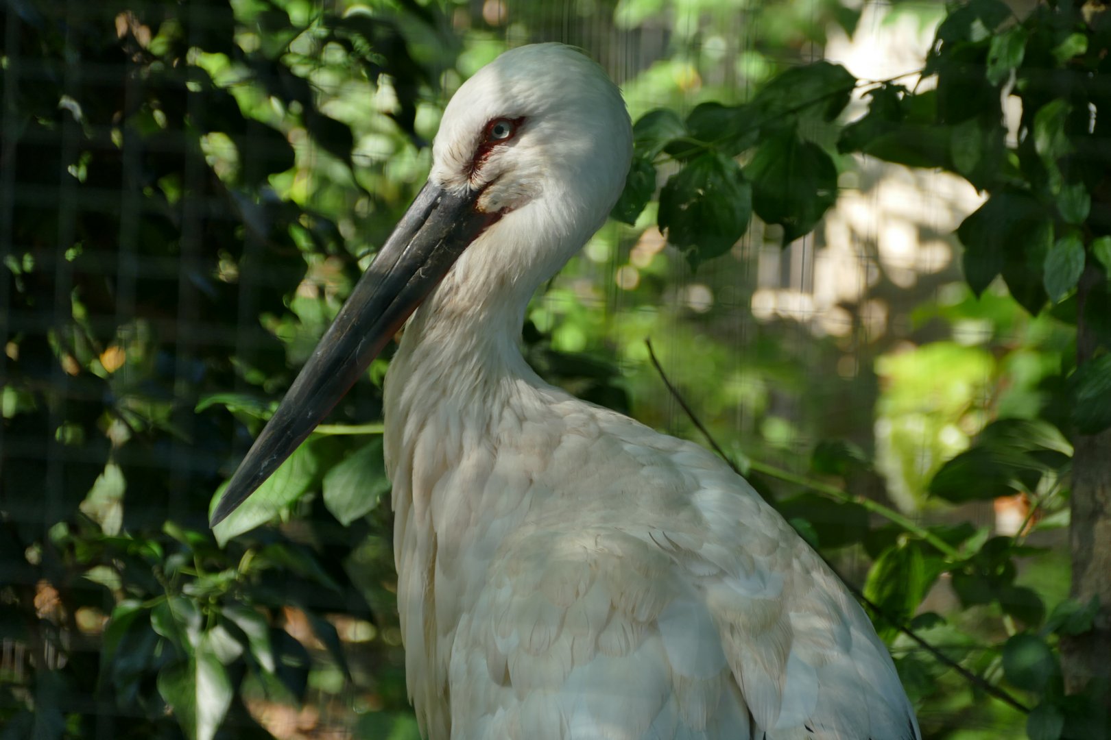 Oriental Stork (Ciconia boyciana)