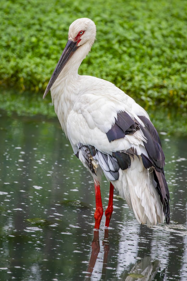 Oriental stork (Ciconia boyciana)