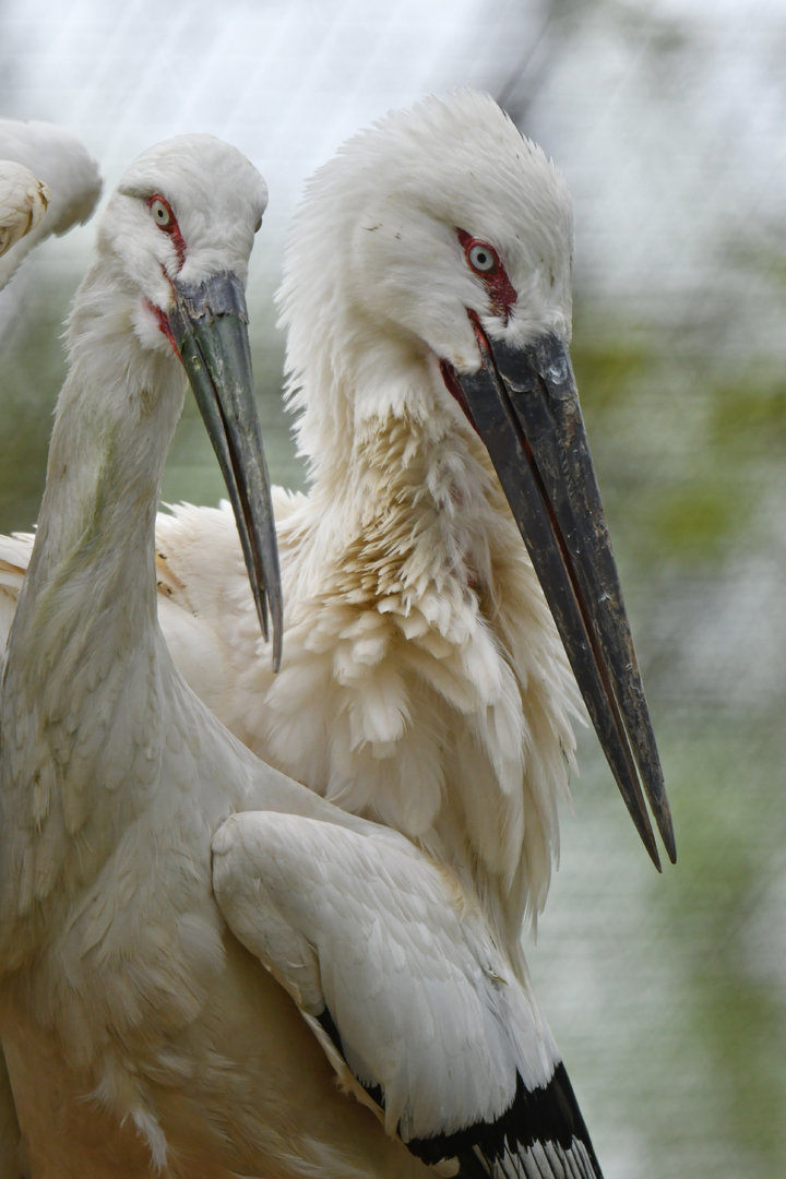 Oriental stork (Ciconia orientalis)