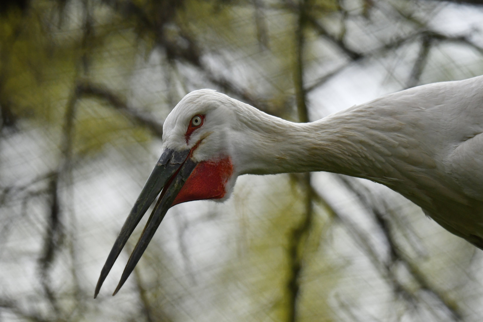Oriental stork (Ciconia orientalis)