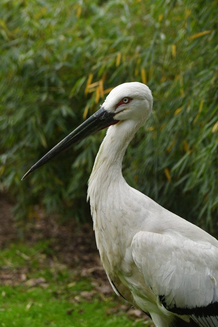 Oriental stork (Ciconia orientalis)