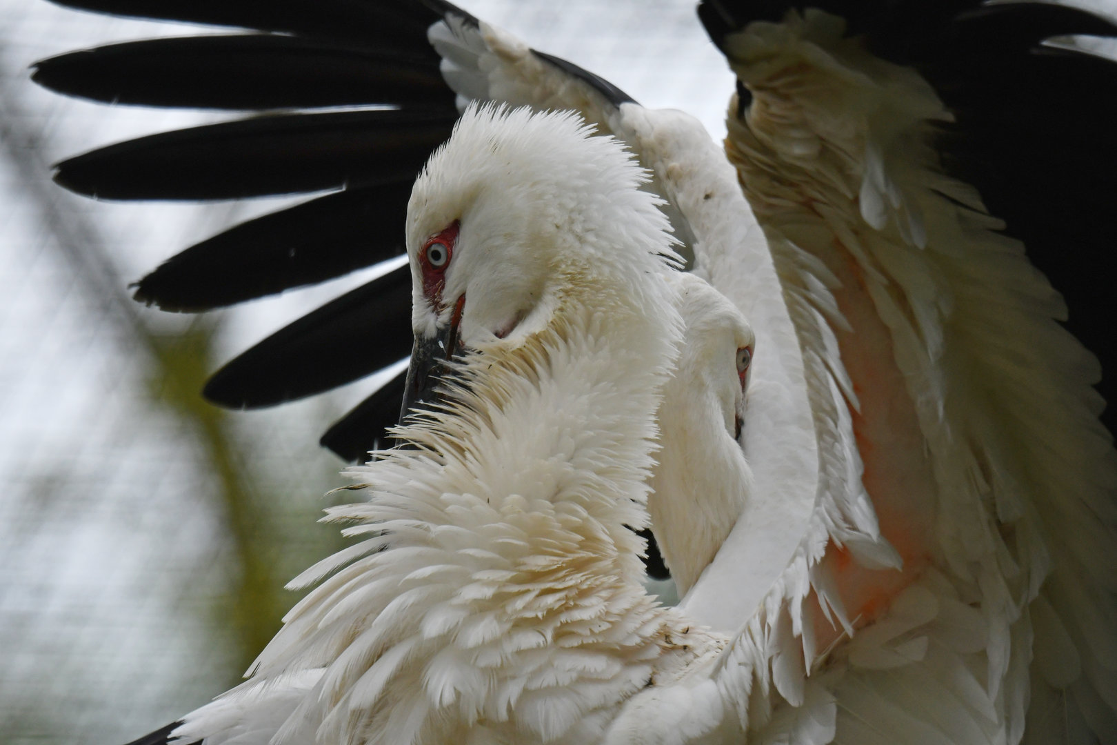 Oriental stork (Ciconia orientalis)