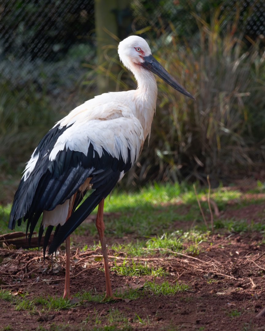 Oriental Stork / Paighton / 18-3-23
