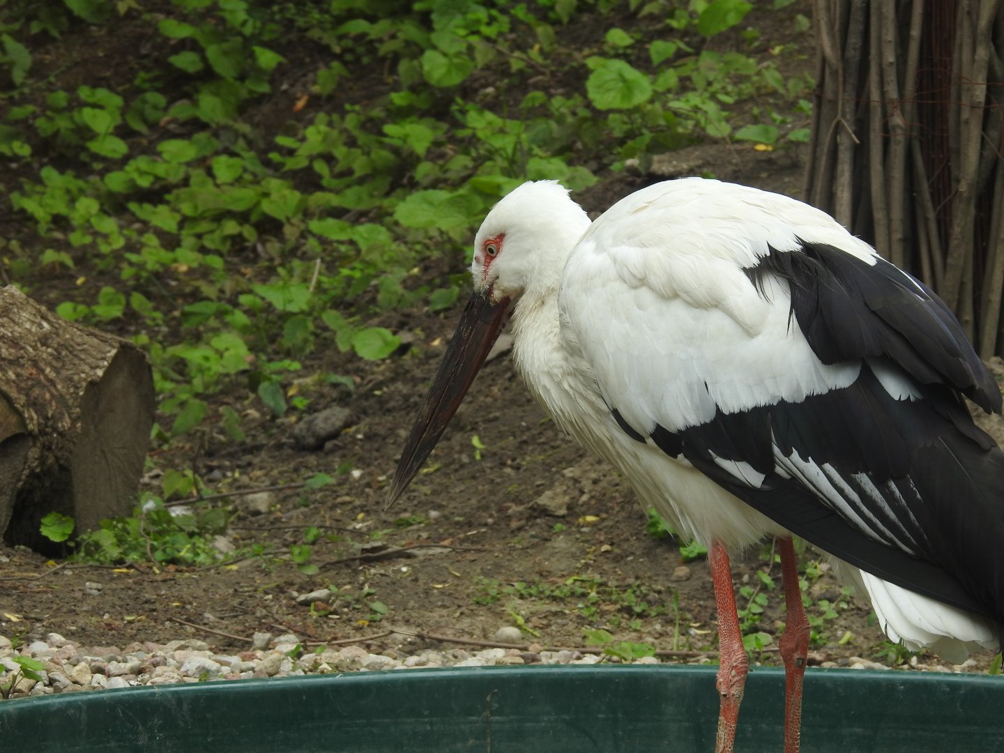 Oriental stork