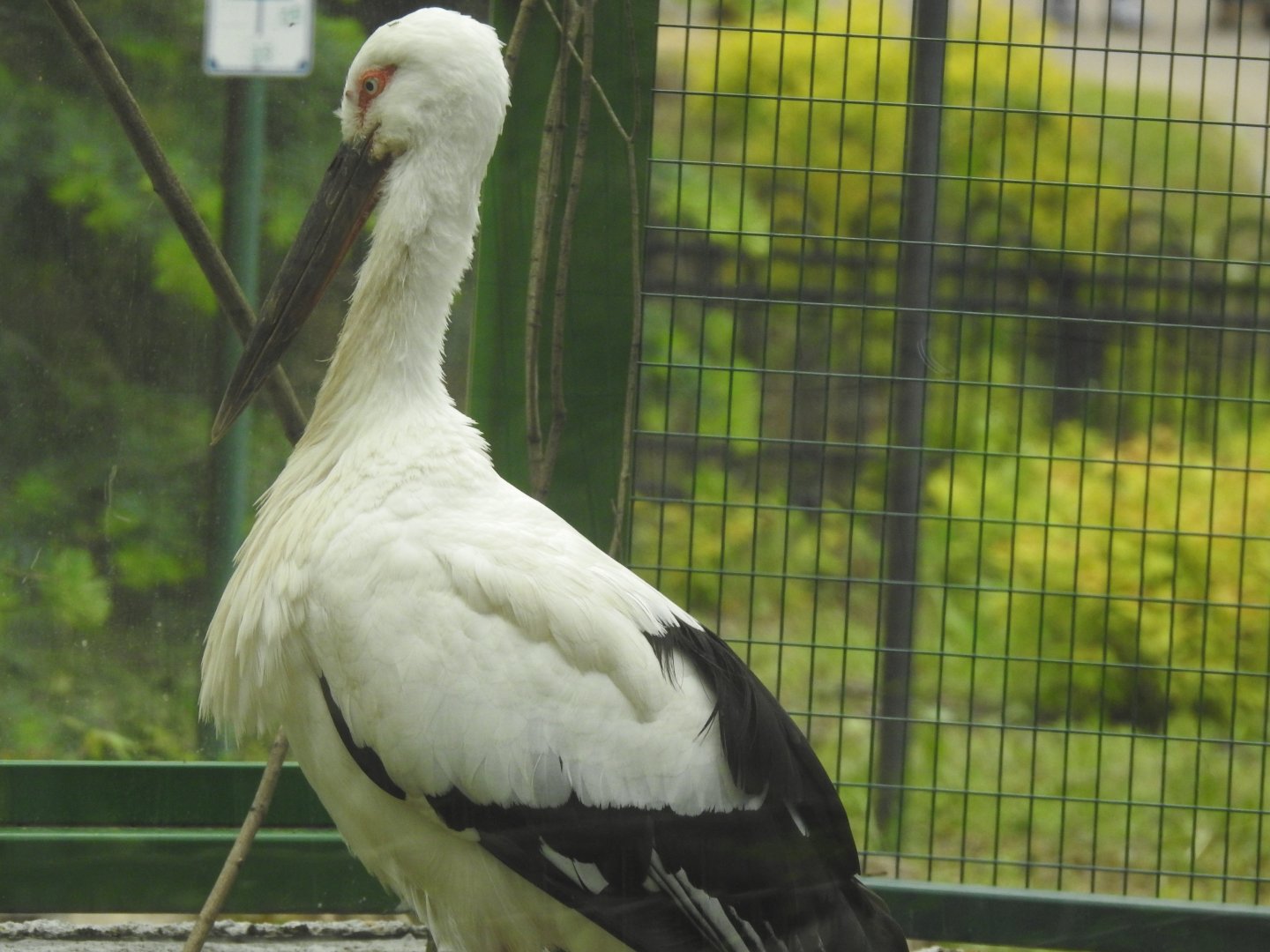 Oriental stork