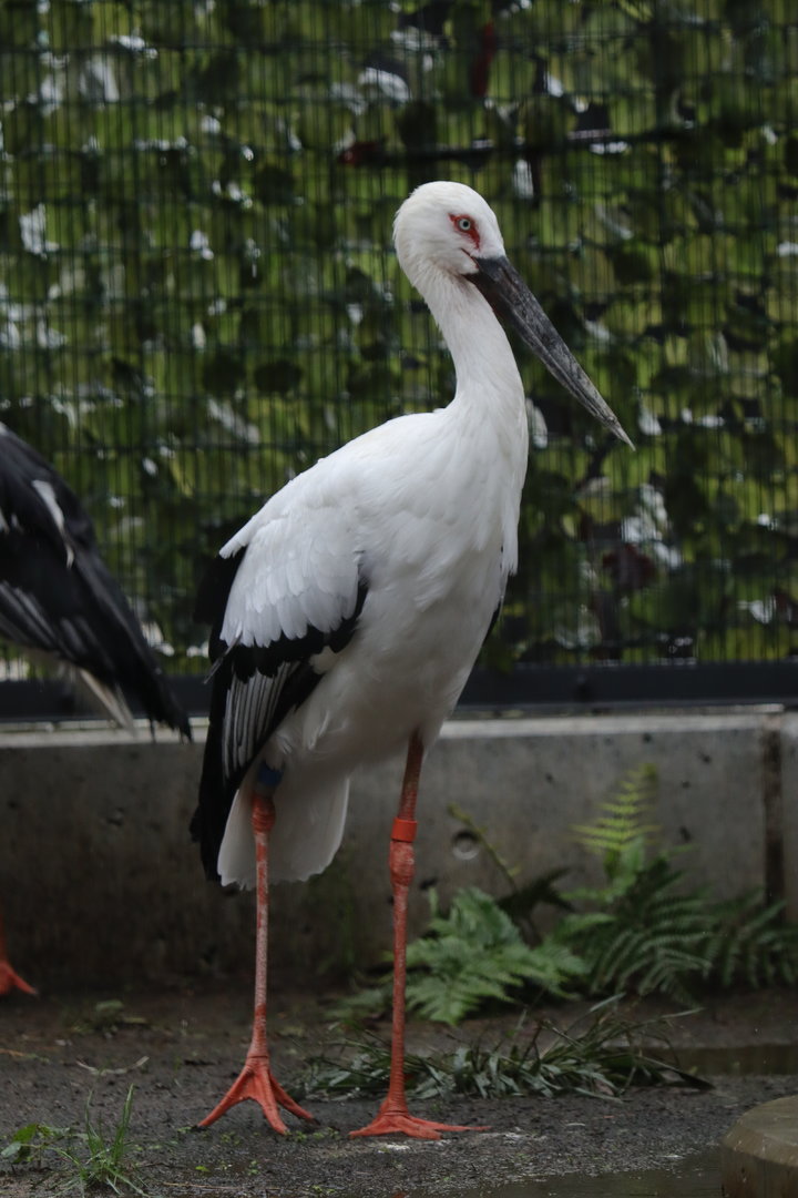 Oriental stork