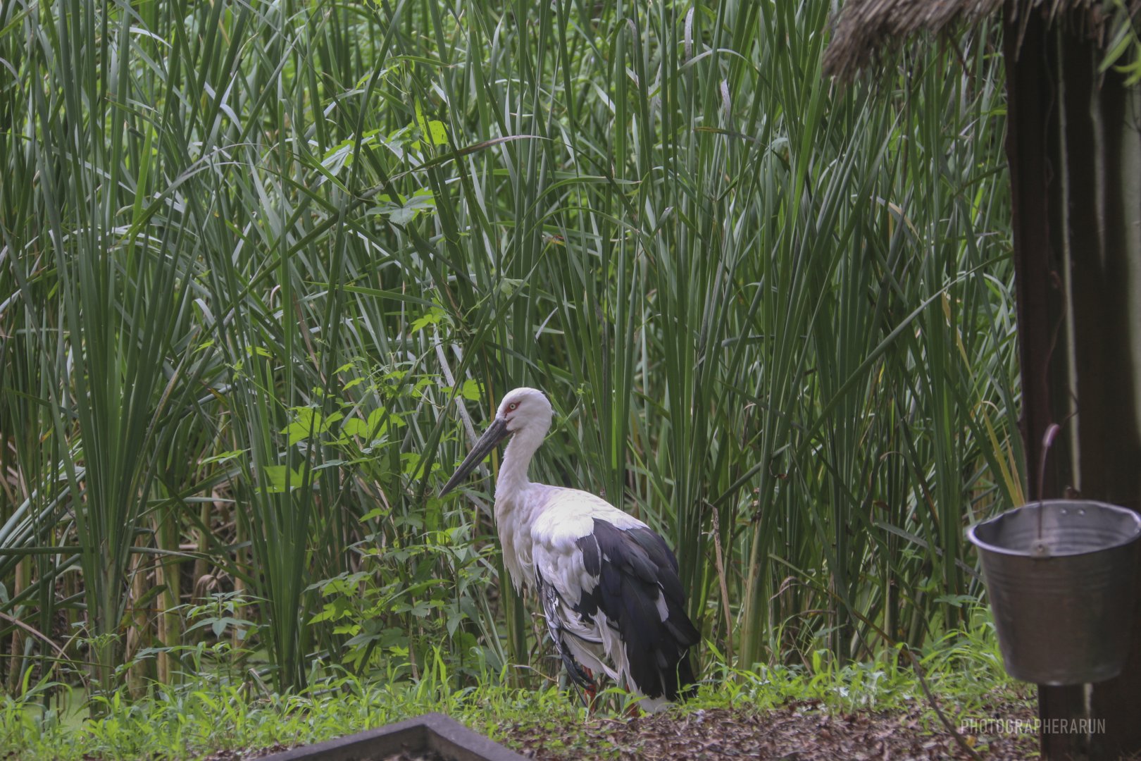 oriental stork