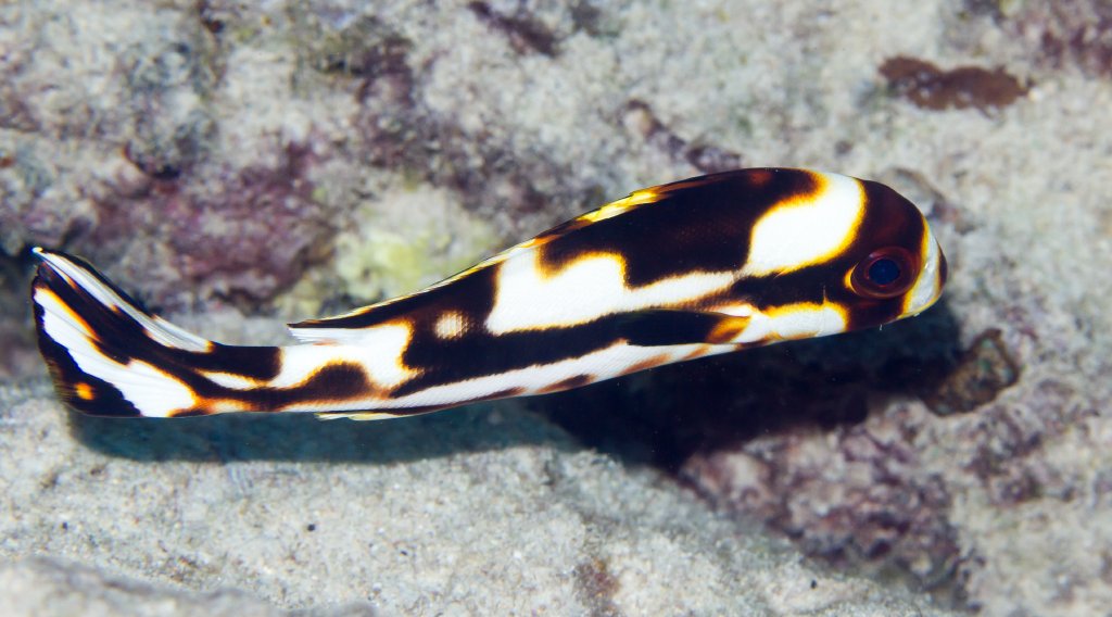 Oriental Sweetlips juvenile