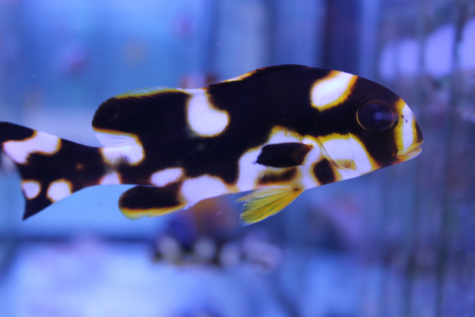Oriental sweetlips - Plectorhinchus orientalis