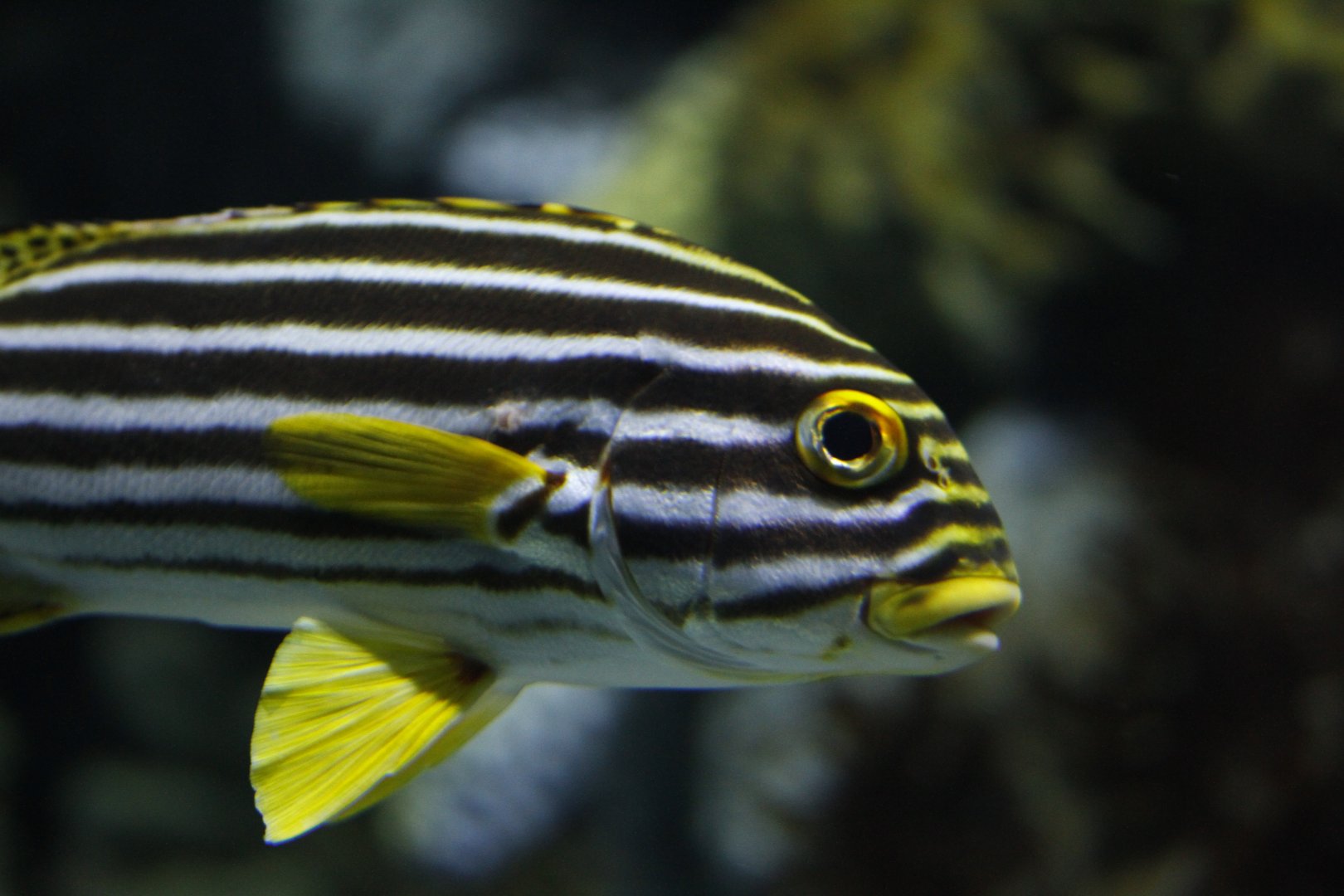 Oriental sweetlips (Plectorhinchus vittatus)