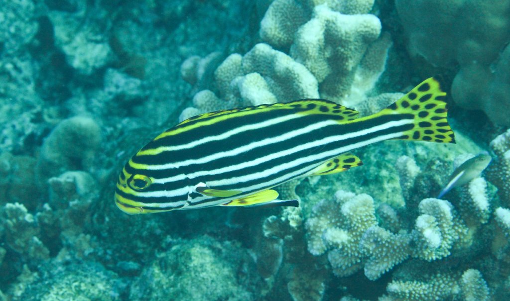 Oriental Sweetlips