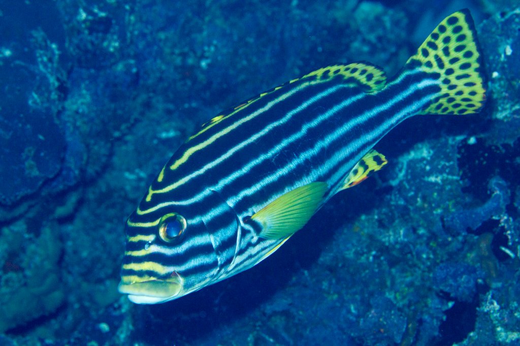 Oriental Sweetlips