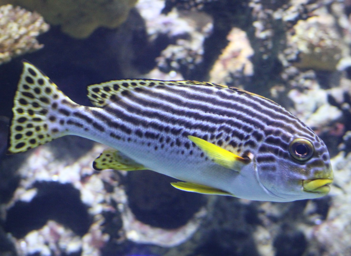 Oriental sweetlips