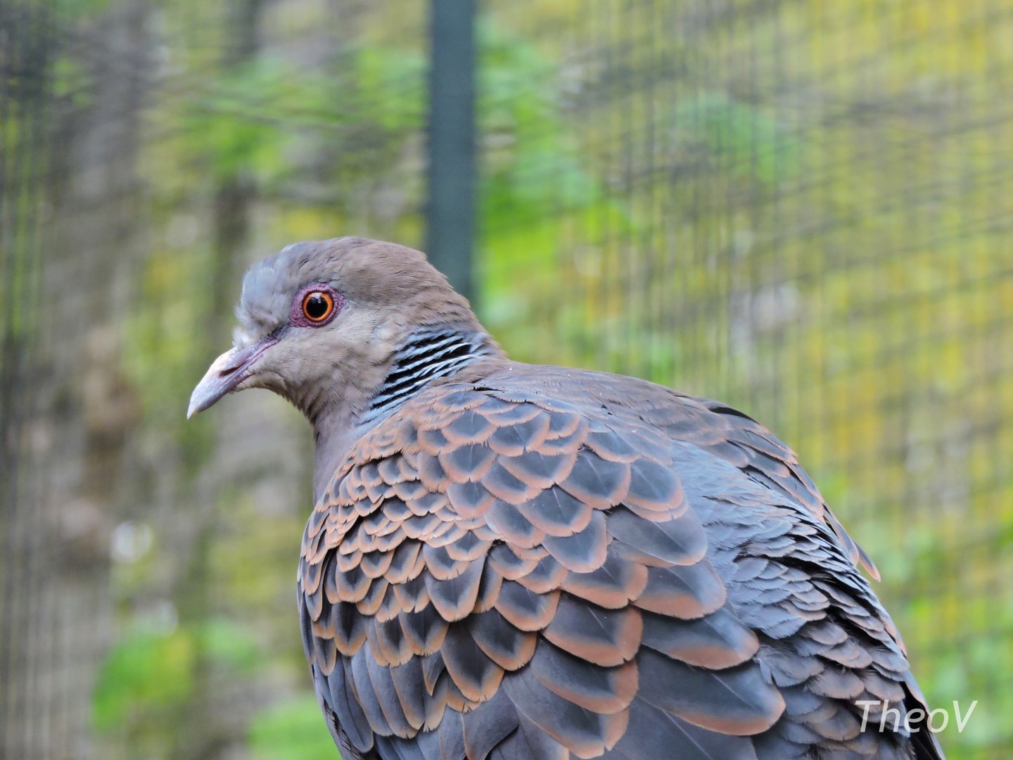 Oriental turtle dove [2017]