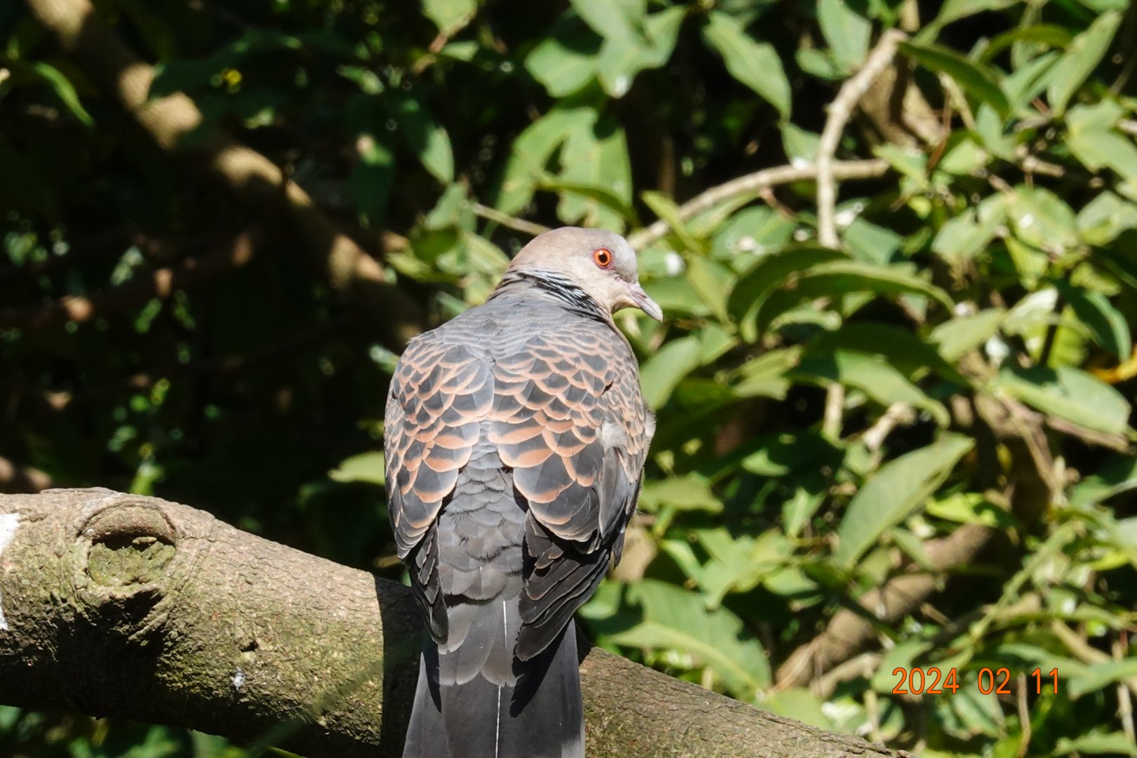 Oriental Turtle Dove (Streptopelia orientalis orii)
