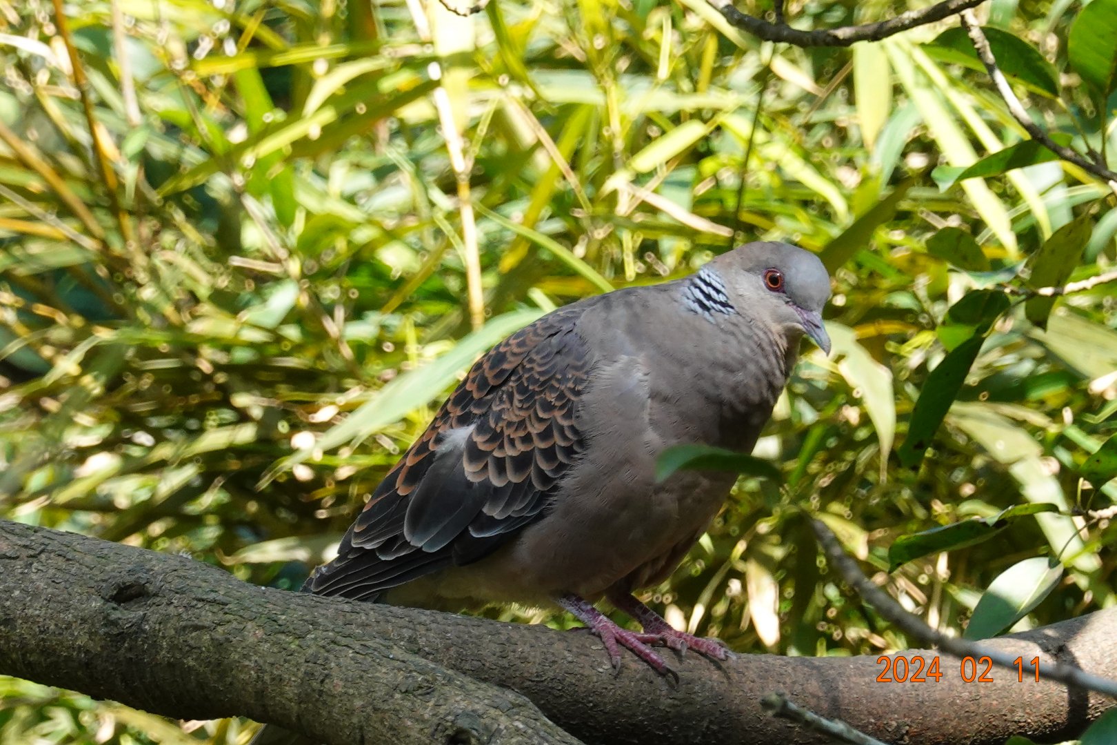 Oriental Turtle Dove (Streptopelia orientalis orii)