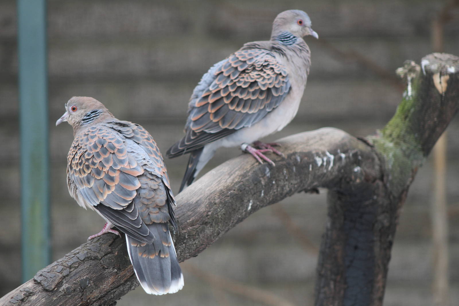 Oriental Turtle Dove (Streptopelia orientalis)