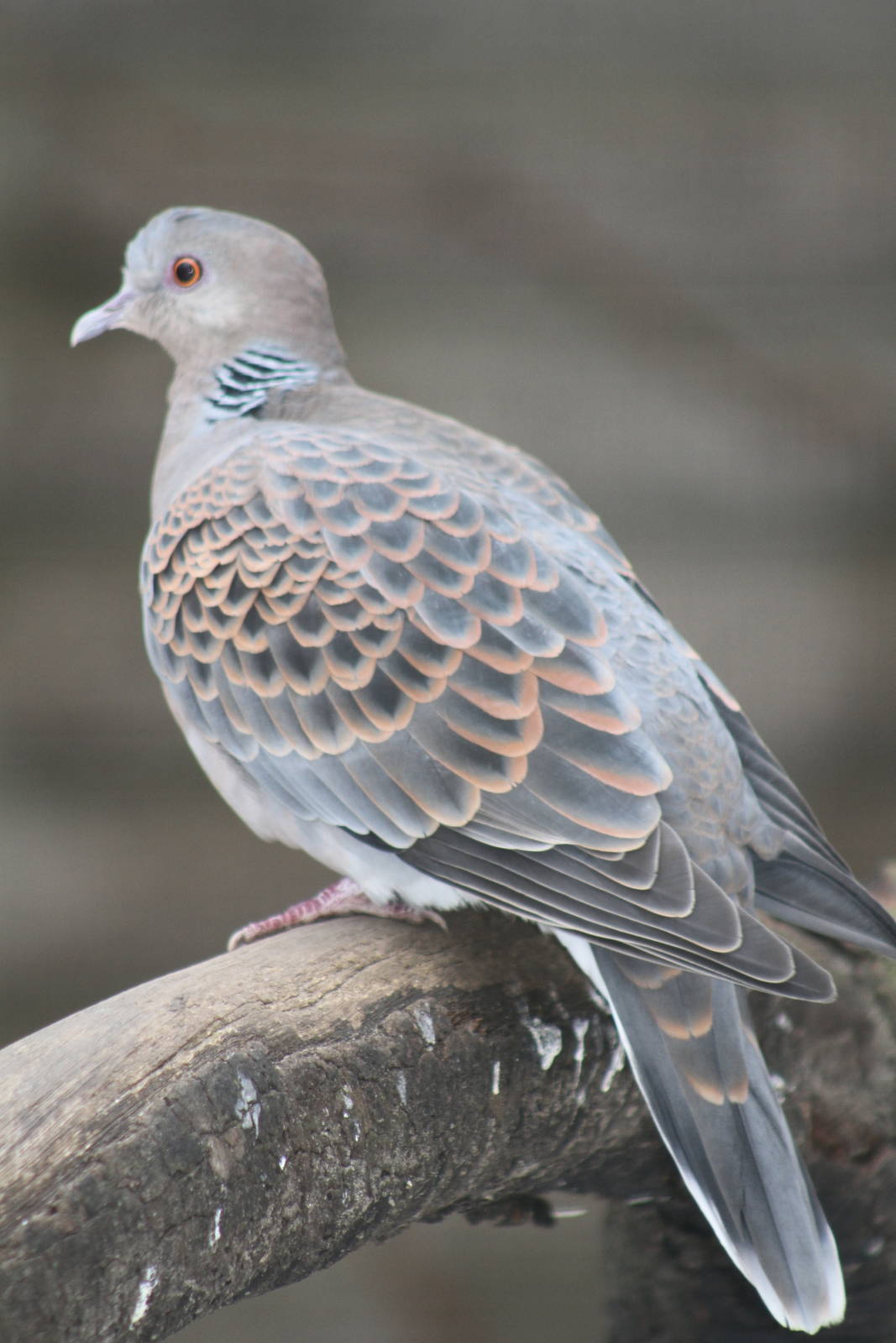 Oriental Turtle Dove (Streptopelia orientalis)