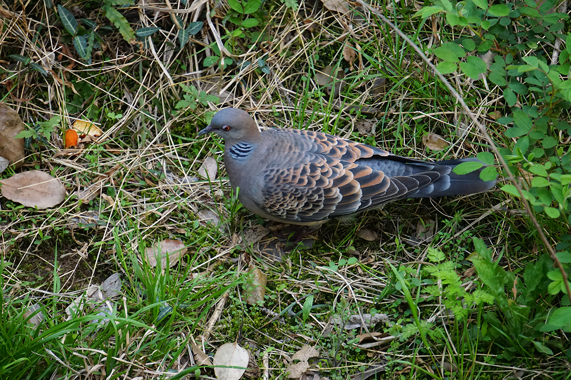 Oriental turtle dove (Streptopelia orientalis)