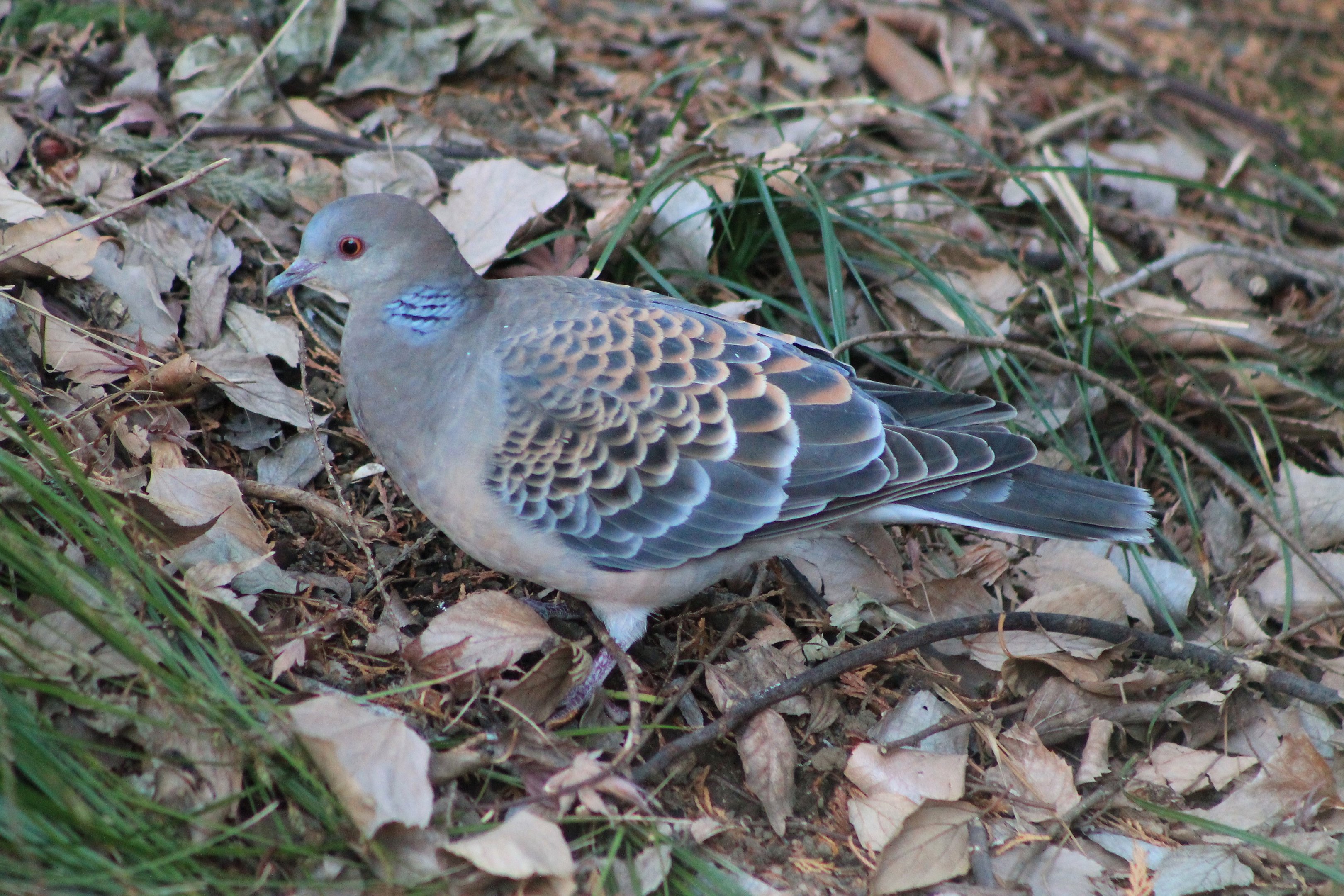 Oriental Turtle Dove (Streptopelia orientalis)