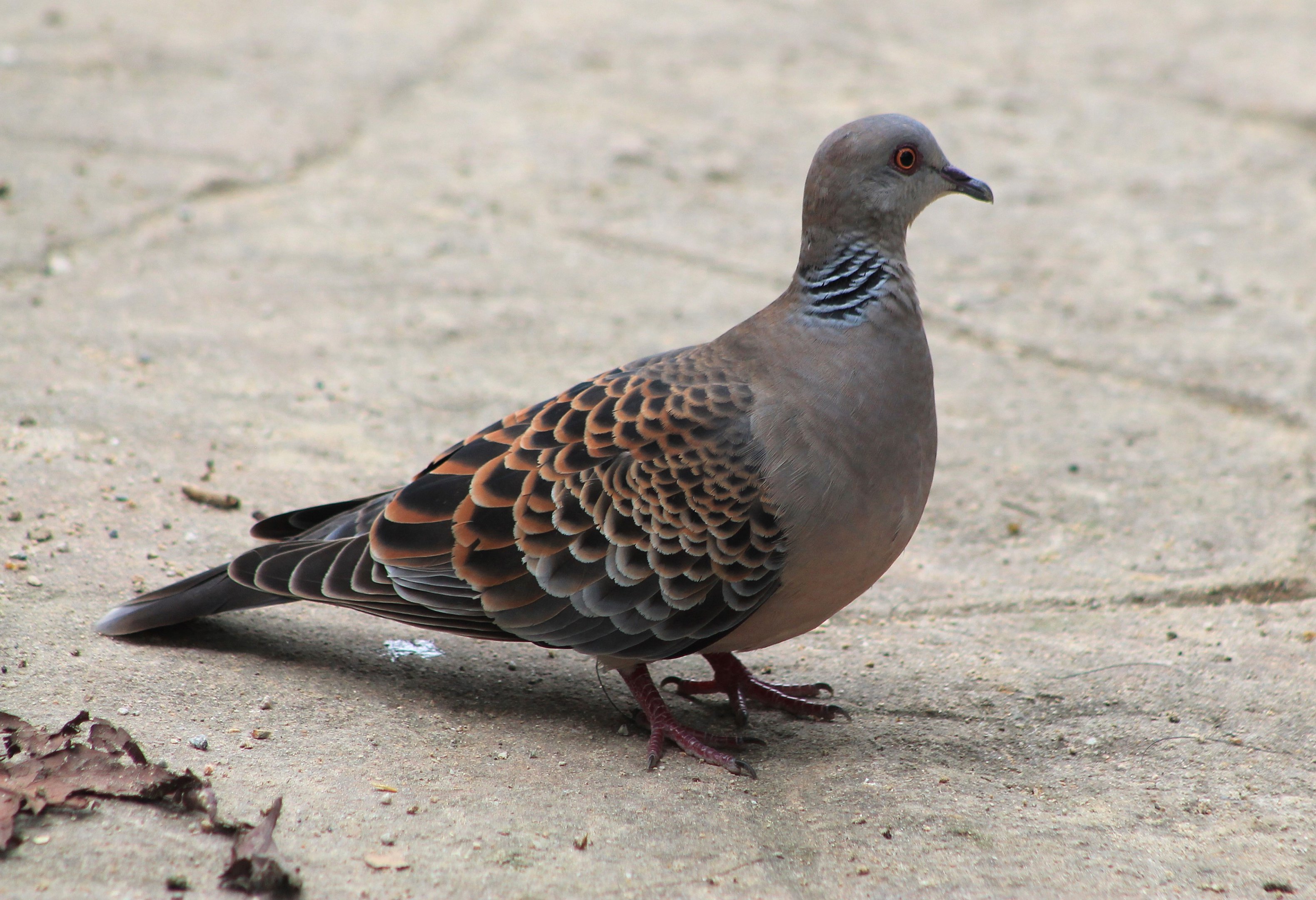 Oriental Turtle Dove (Streptopelia orientalis)