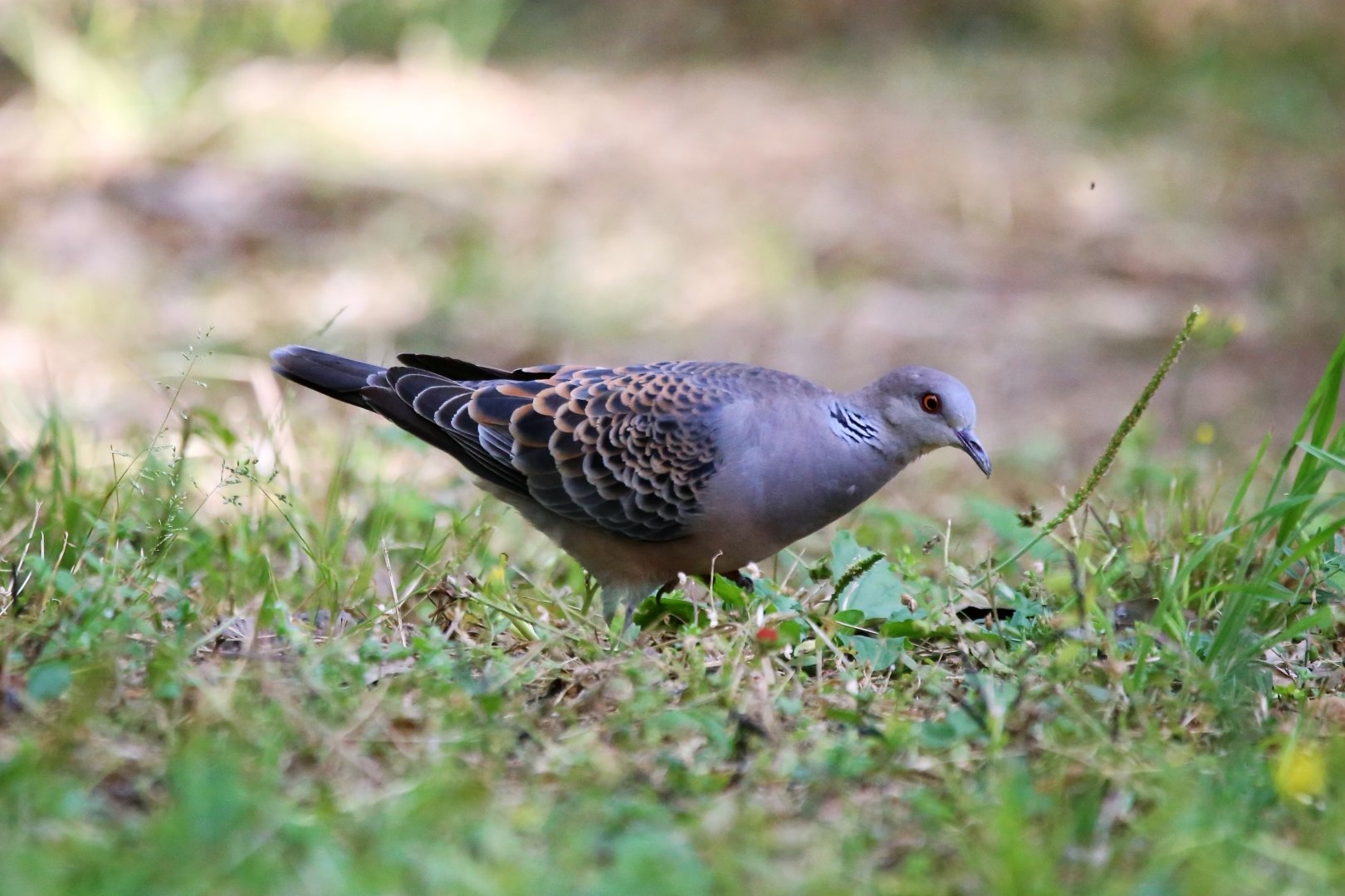 Oriental Turtle-Dove (Streptopelia orientalis)
