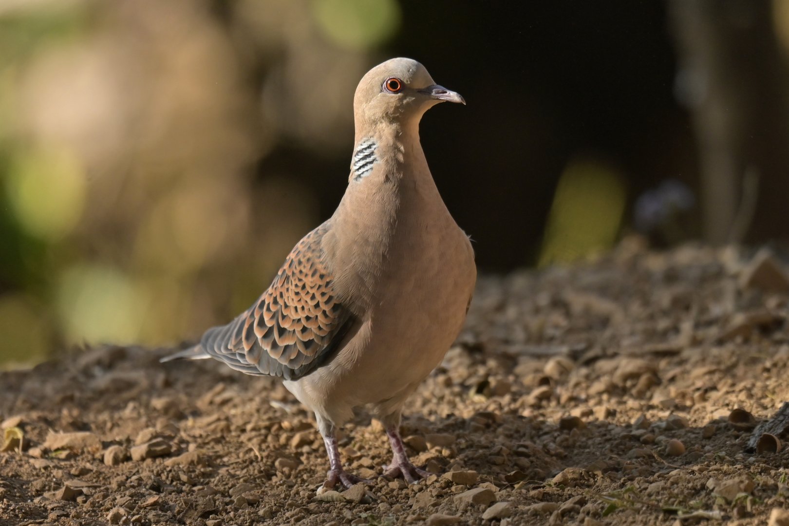 Oriental Turtle Dove Streptopelia orientalis