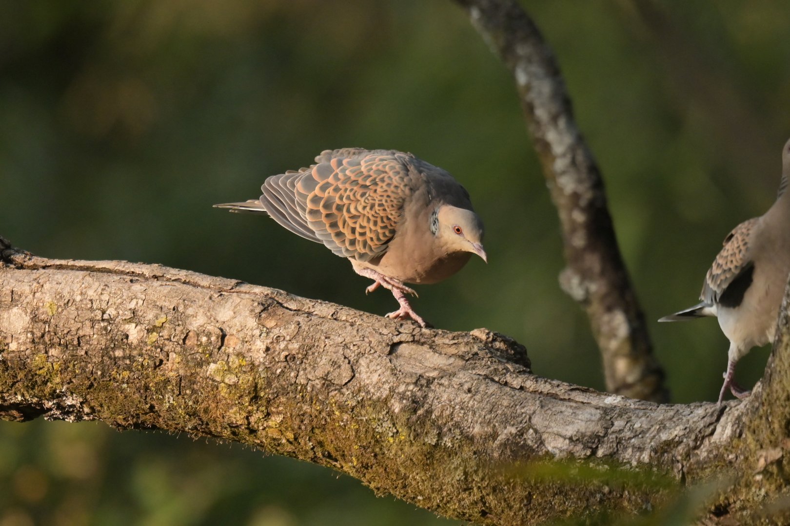 Oriental Turtle Dove Streptopelia orientalis