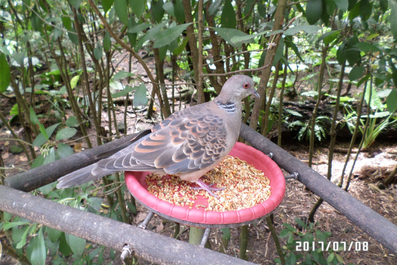 Oriental turtle dove