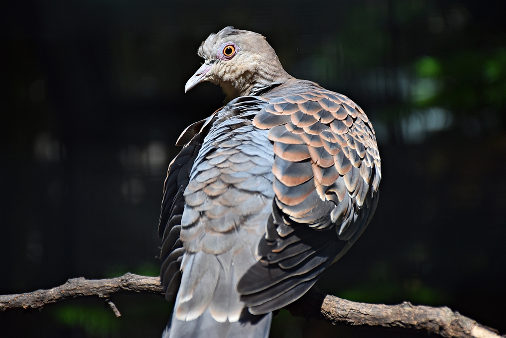 Oriental turtle dove