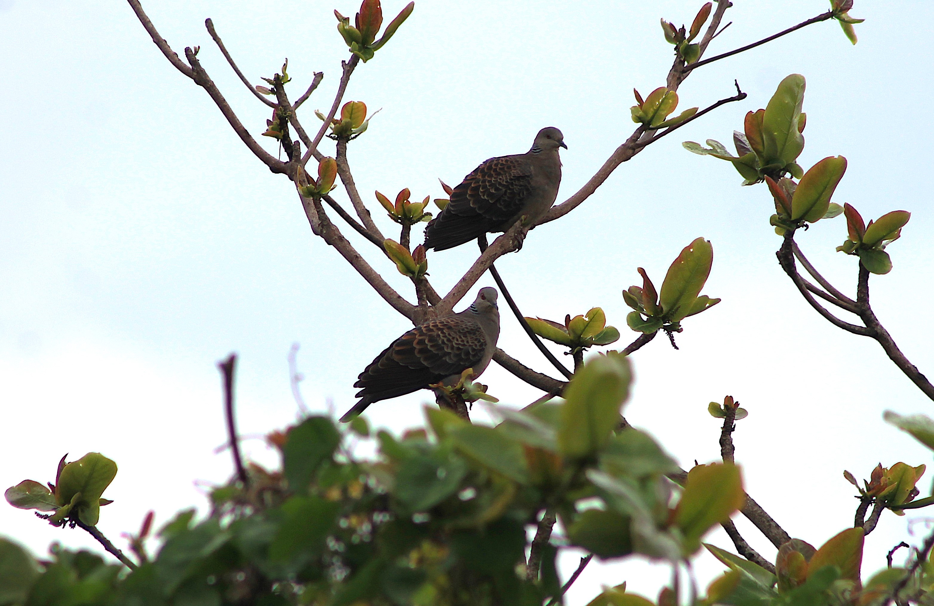 Oriental Turtle Doves (Streptopelia orientalis stimpsoni)