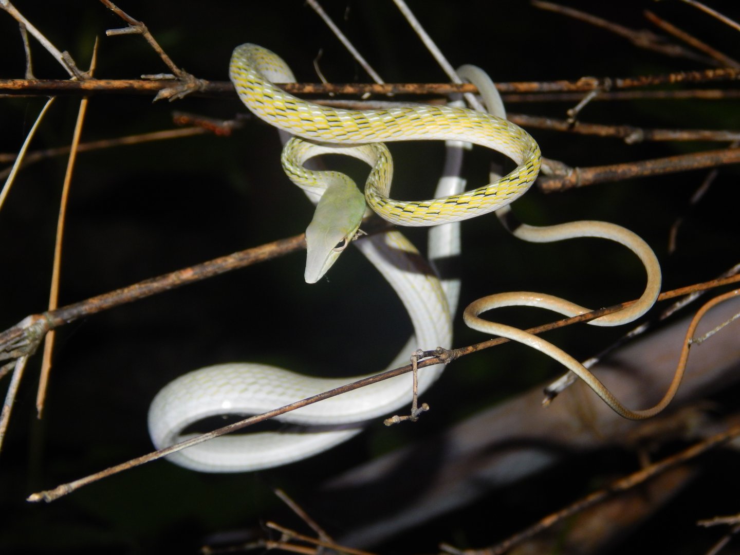 Oriental Vine Snake (Ahaetulla prasina)