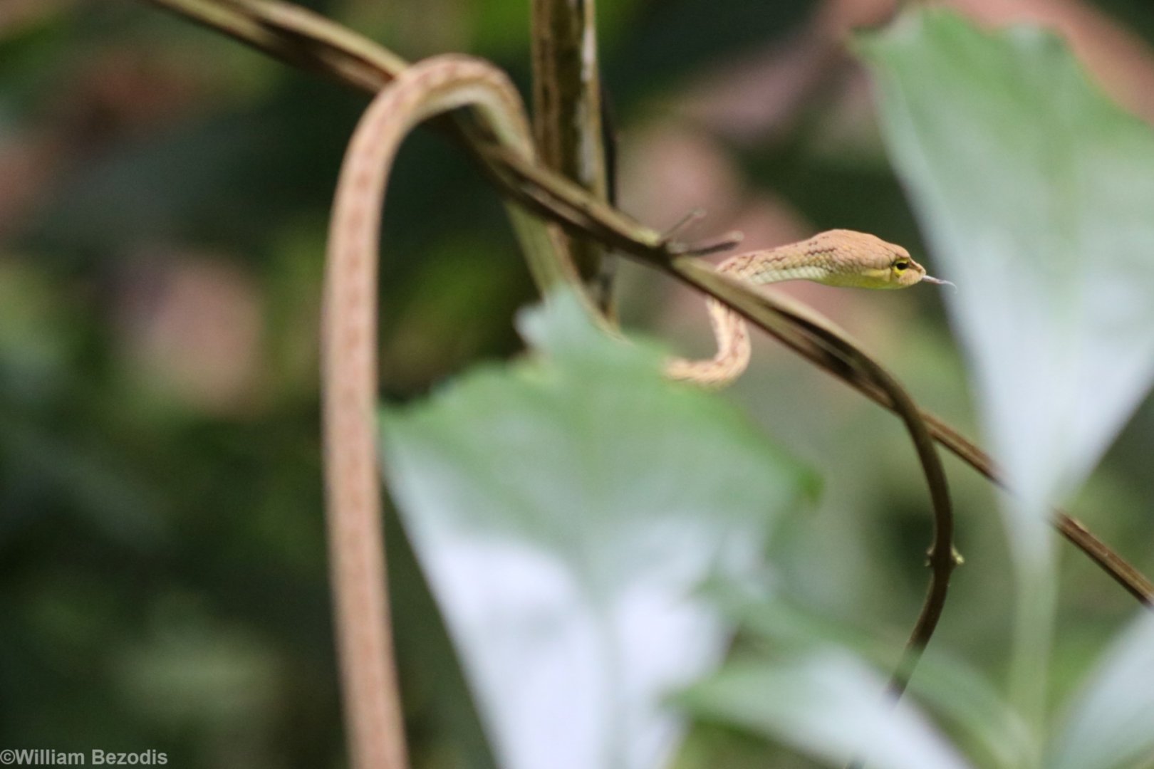 Oriental Vine Snake - Cat Tien