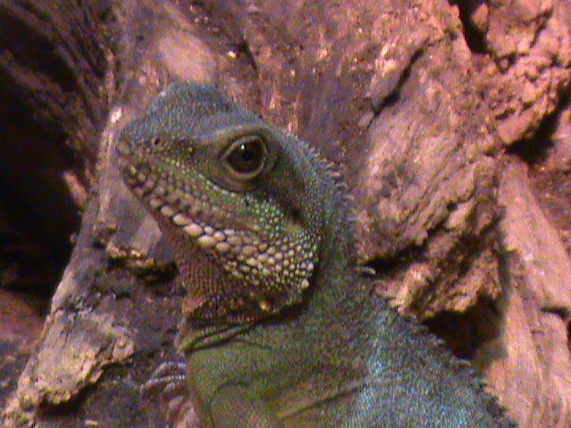 oriental water dragon 08/10