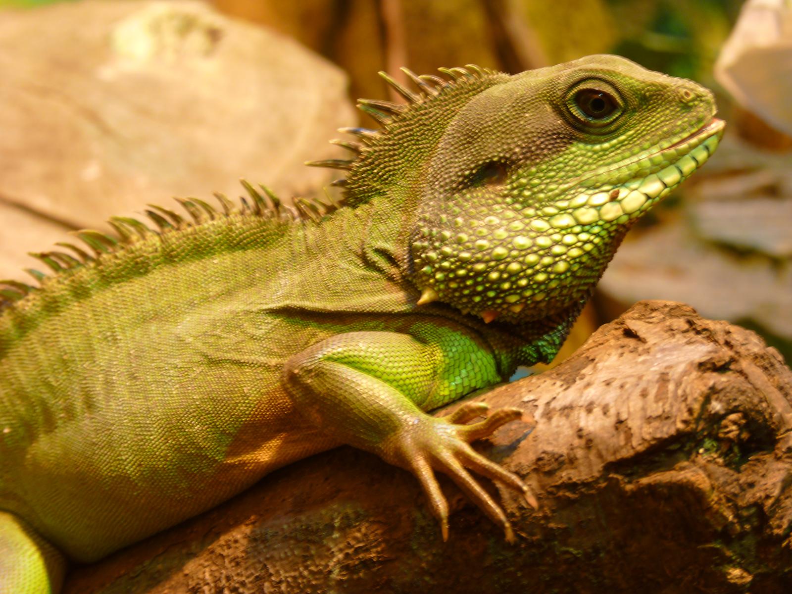 Oriental Water Dragon