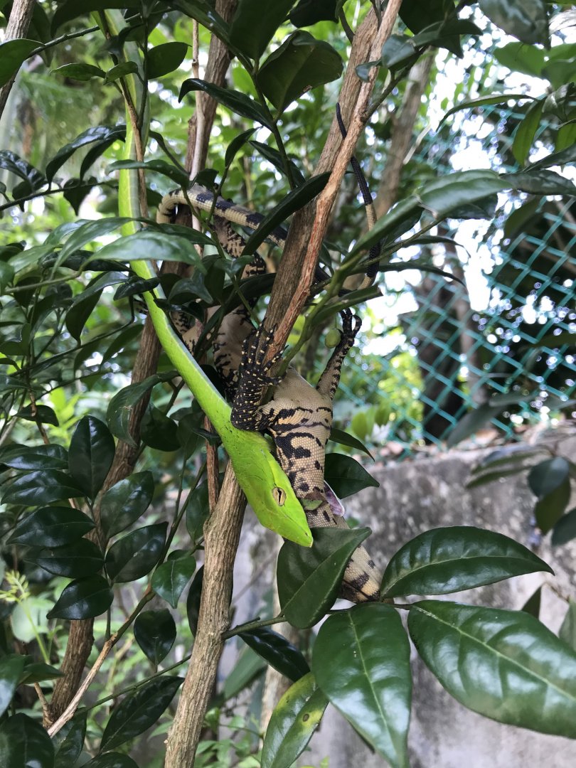 Oriental Whip Snake (Ahaetulla prasina) eating a baby monitor lizard