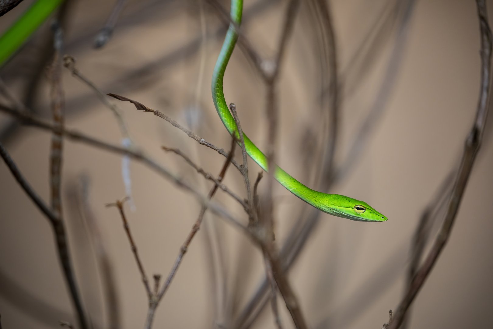 Oriental whip snake (Ahaetulla prasina)