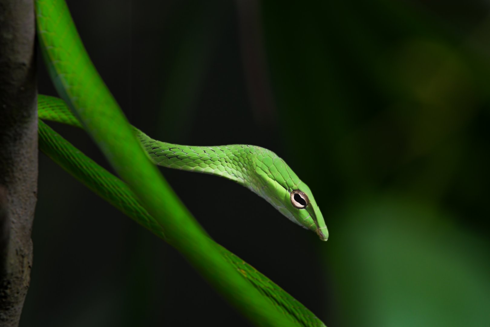 Oriental Whip Snake ~ Lower Pierce Reservoir Park