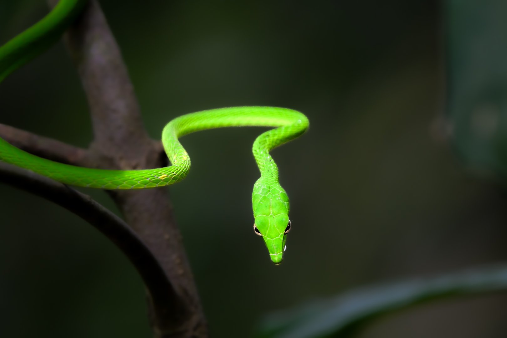 Oriental Whip Snake ~ Lower Pierce Reservoir Park