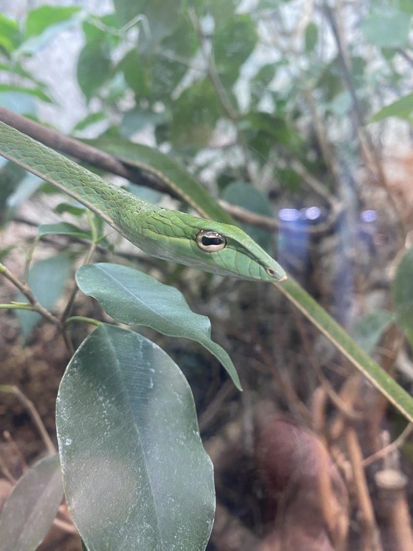 Oriental whip snake (Short-nosed vine snake) 040324