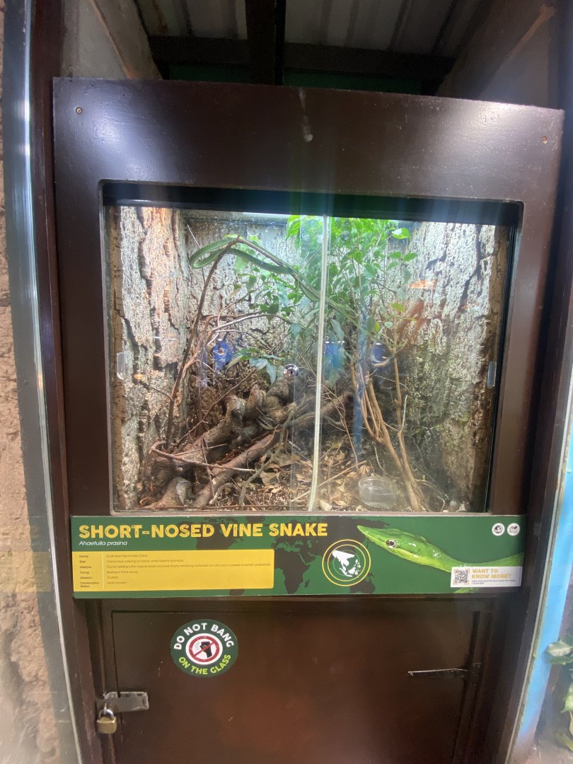 Oriental whip snake (Short-nosed vine snake) exhibit 040324