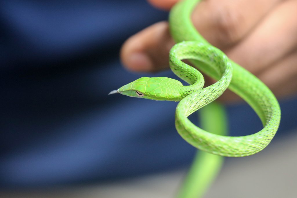 Oriental Whip Snake