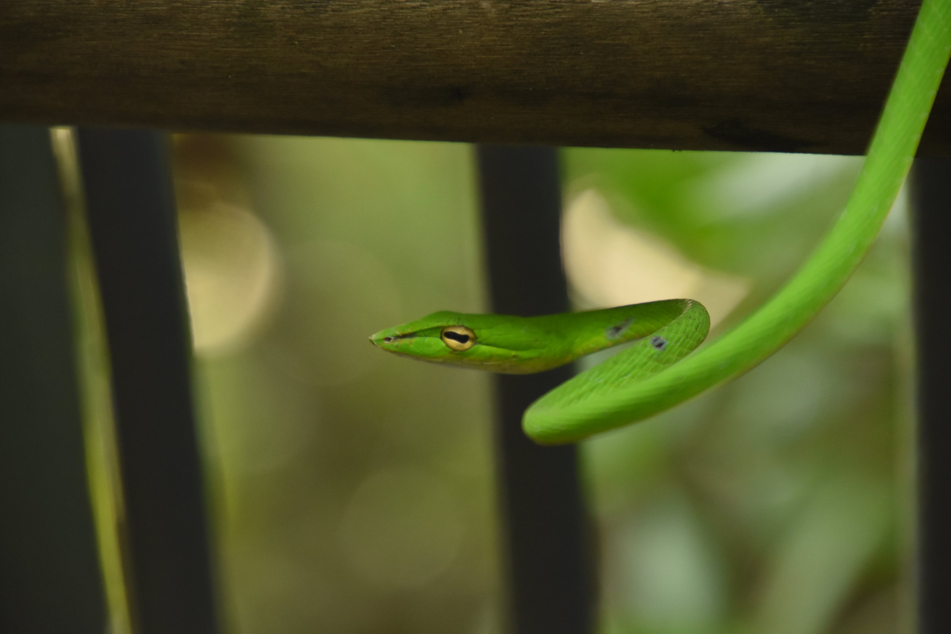 Oriental whip snake