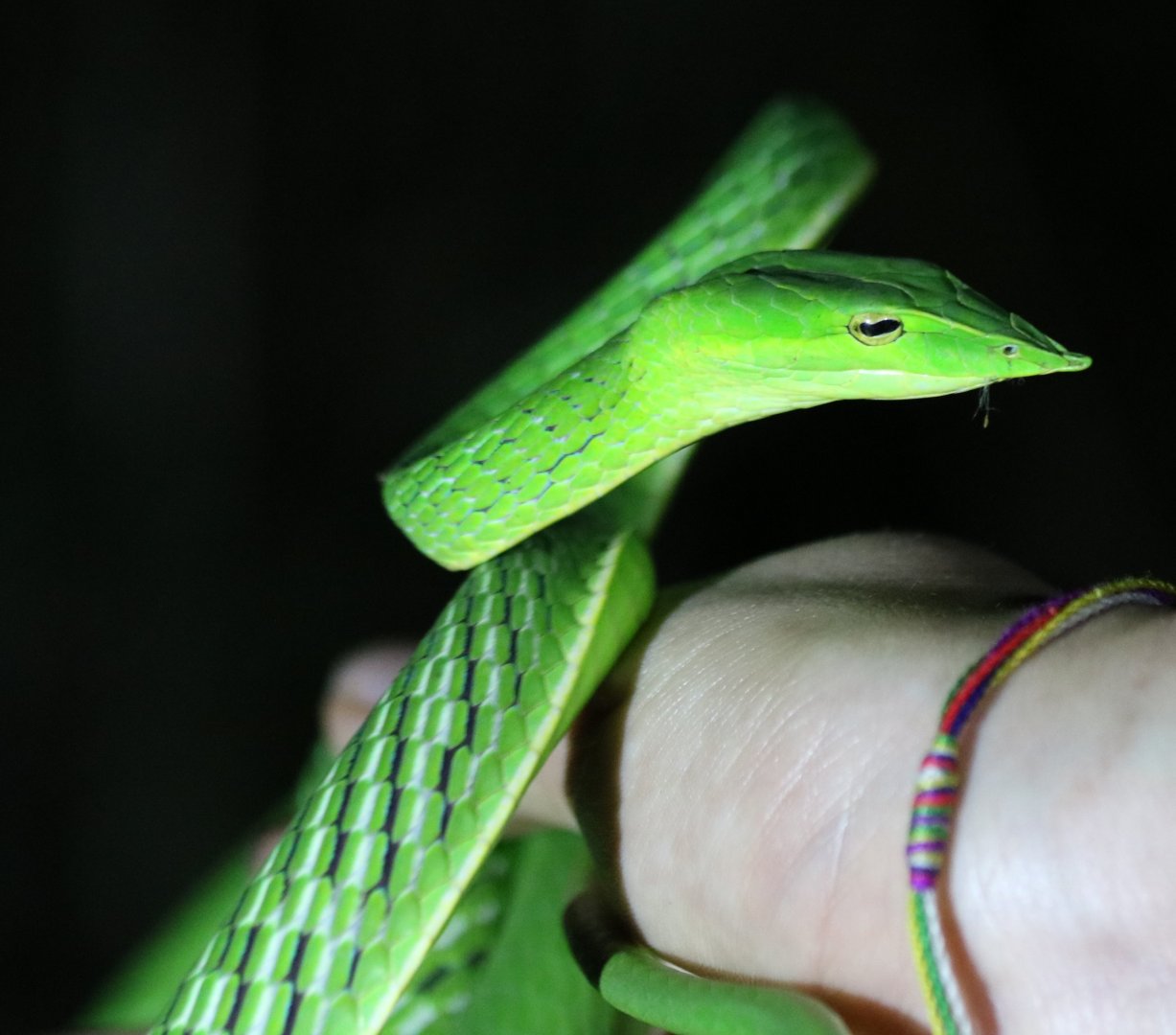 Oriental Whip Snake