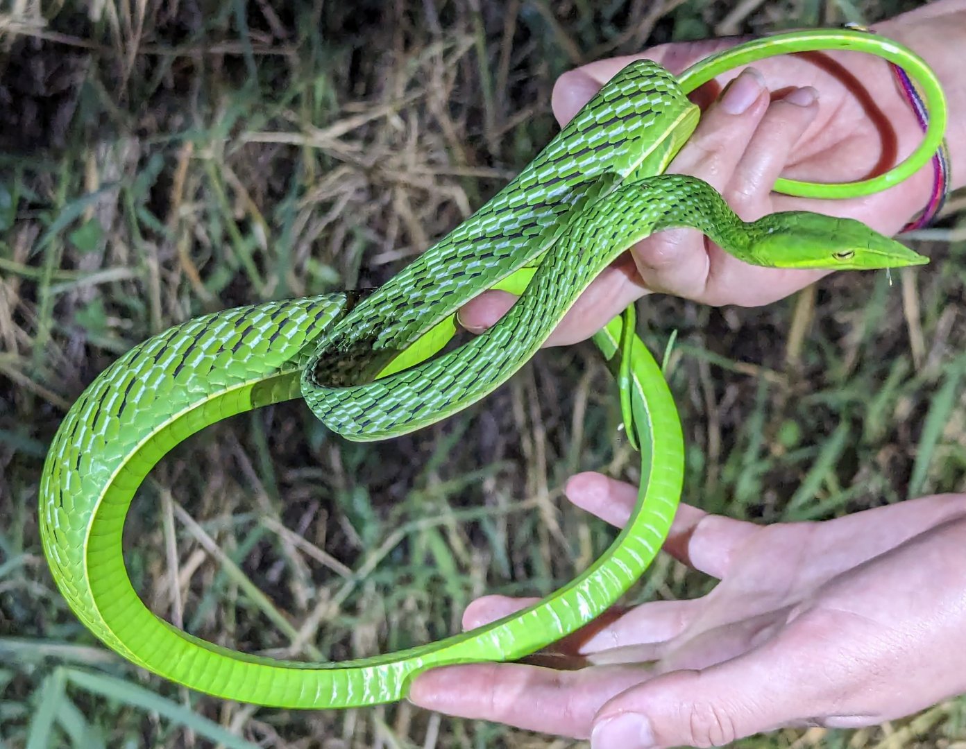 Oriental Whip Snake