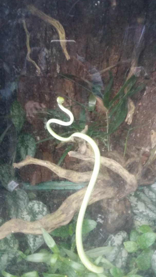 Oriental whipsnake (Ahaetulla prasina)