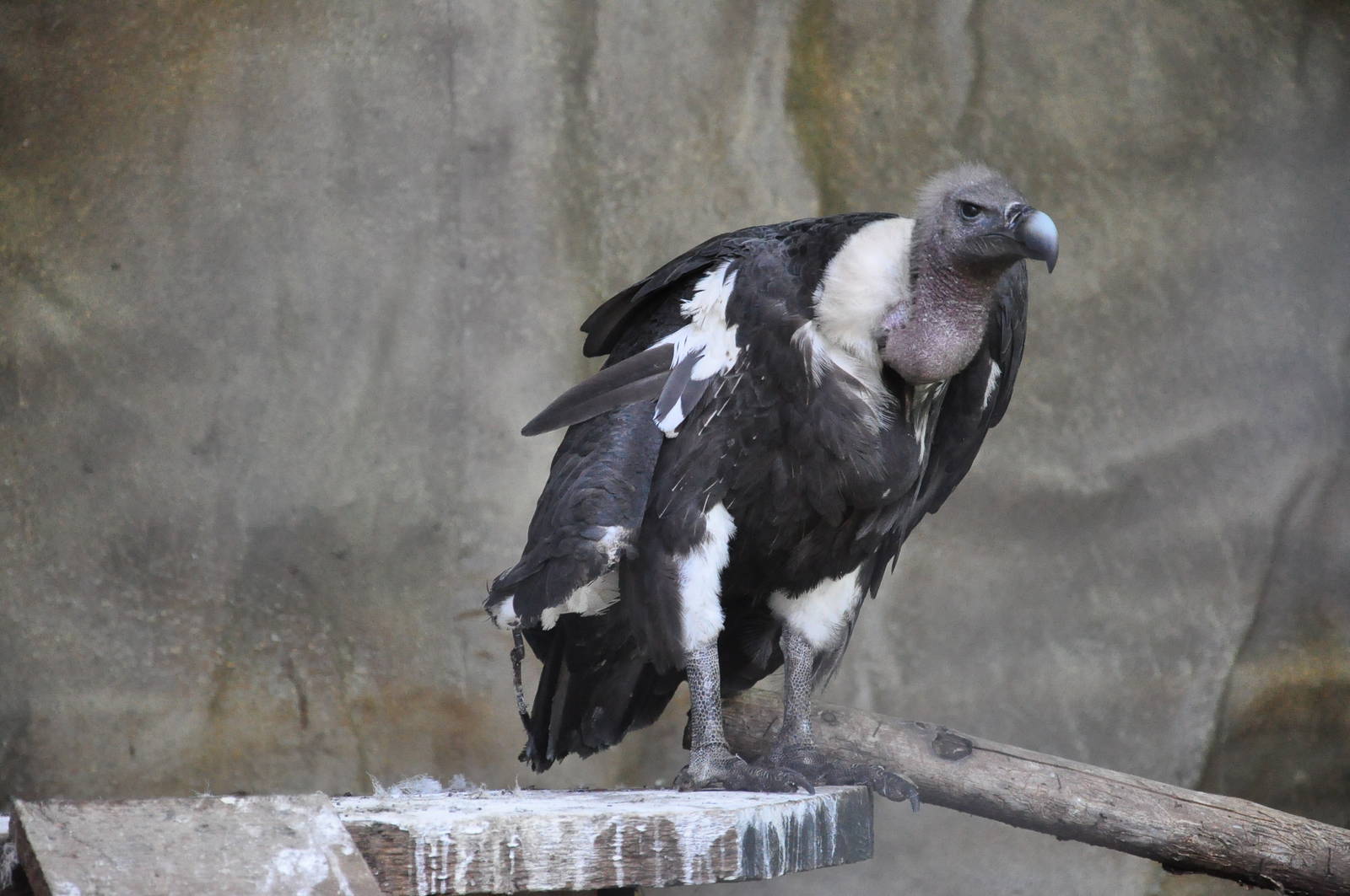 Oriental white-backed vulture / Gyps bengalensis