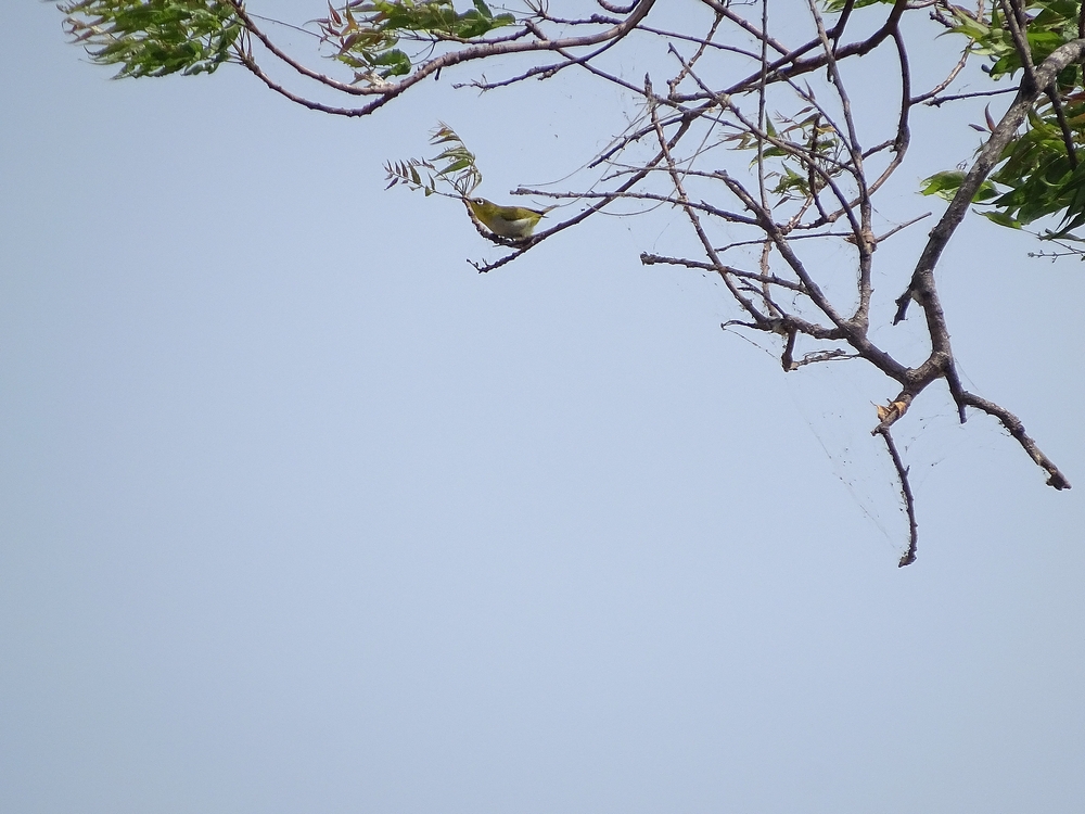 Oriental white-eye