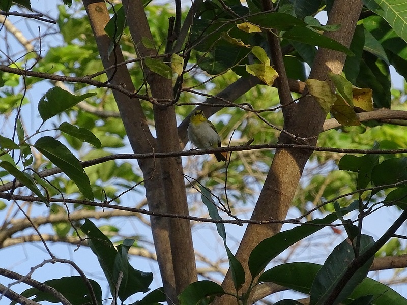 Oriental white-eye